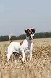 FOX TERRIER POIL LISSE 168